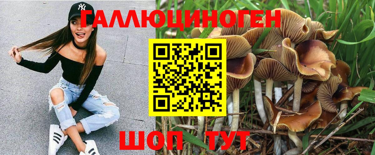 Псилоцибиновые грибы Psilocybine cubensis Ленинск-Кузнецкий